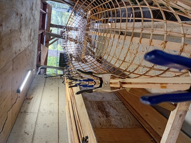 Picture of inwale being glued to all the ribs on the starboard side.